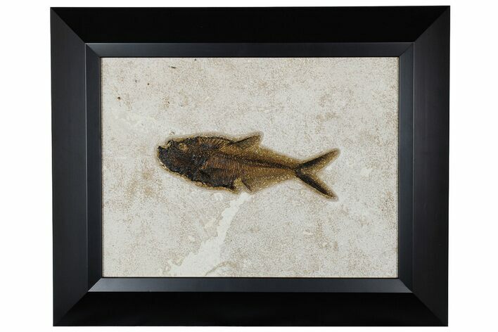 Framed Fossil Fish (Diplomystus) - Wyoming #177304